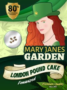 London Pound Cake Strain Feminized