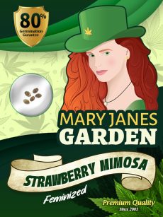 Strawberry Mimosa Strain Feminized